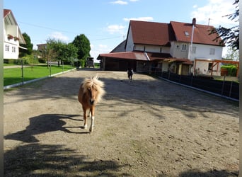 Suche Ponywallach zur Verfügung (Beisteller)