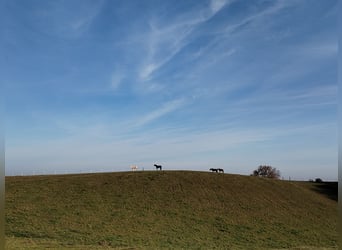 Weideplatz Offenstallplatz Weidehaltung