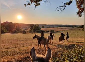 Wolne miejsca w stajni otwartej