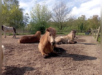 Wolne miejsce na pensjonat na stadninie koni islandzkich.