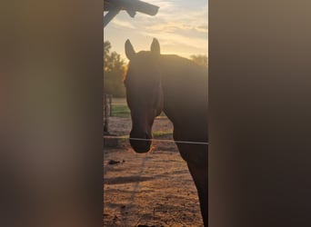 Wolne miejsce w boksie otwartym, przyjazne dla alergików i dla koni z rehem