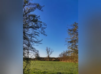 Wolne miejsce w przyjaznym stadnisku dla małego konia