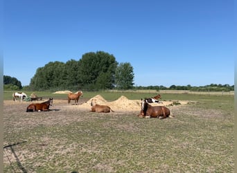 Wolne miejsce w stajni otwartej w społeczności samowystarczalnej, cena do negocjacji