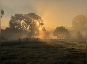 Wolnostanowisko z dostępem do trailu w Klein Nordende, 25336