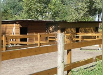 Wolny miejsce w stajni z wolnym boksem i paddockiem