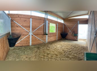 Wolny miejsce w wolnym wybiegu (grupa 2-osobowa)