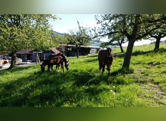 Wunderschöne Box mit großem Paddockauslauf für Rentner und Freizeitreiter