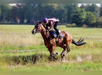 Wyżywienie dla koni/poni, które nie są już użytkowane do jazdy + opieka nad końmi emerytowanymi