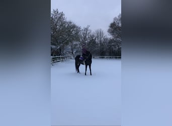 Wyżywienie dla koni/poni, które nie są już użytkowane do jazdy + opieka nad końmi emerytowanymi