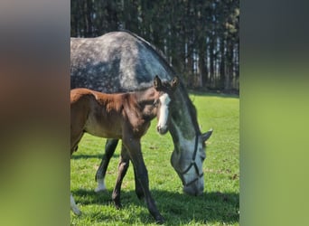 ⚜️Zuchtstutenbetreuung- vom besamen bis zum abfohlen⚜️