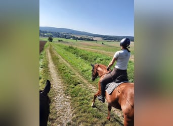 Dostępne 4 boksy paddockowe w pobliżu Göttingen / Hann. Münden / Witzenhausen