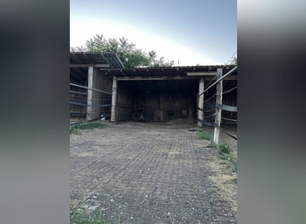 Dostępne miejsca na stajnię