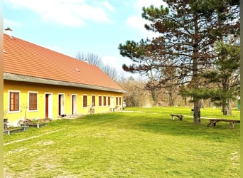 Einstellplätze am Islandpferdehof Reitzentrum Gut Sachsengang bei Wien