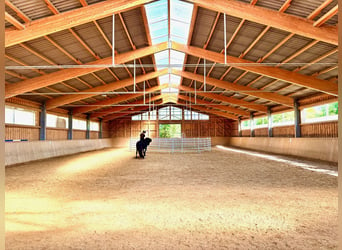 Einstellplätze am Islandpferdehof Reitzentrum Gut Sachsengang bei Wien