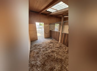 Freie Auslaufboxen, Schönholzerswilen Thurgau