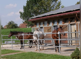 Freie Boxen  in Neu-Ulm Ludwigsfeld