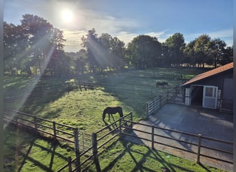 Große Paddockbox mit ganzjährig Weide für Pony/Kleinpferd: Renter/Reha/Jung