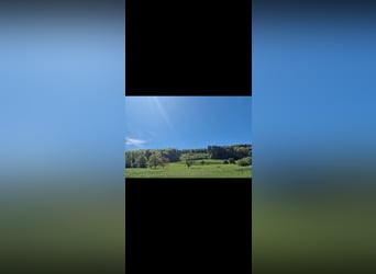 Mała grupa stajenna