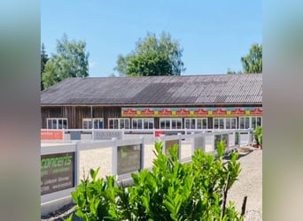 Na naszej pięknej stadninie dostępna jest obecnie wolna paddockówka z pełnym wyżywieniem!