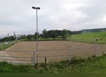 Neu gebaute Auslaufboxen zu vermieten