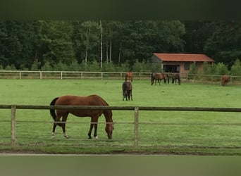 Paddockbox frei, artgerechte Haltung 