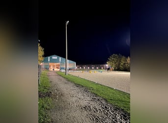 Paddockboxen mit täglichem Freilauf 