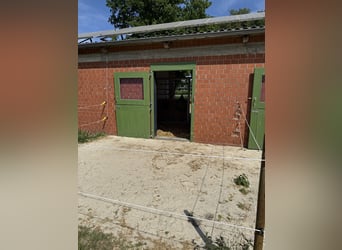 Rentnerplatz, Pony- Pferdebox, Einstellplatz, Stutenstall