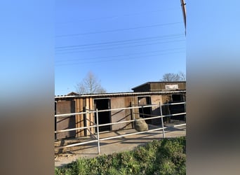 Selbstversorgerstall - Boxen frei ab Juli
