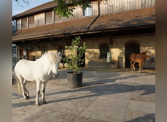 Wohnen mit Pferd zur Miete im PLZ-Gebiet 2xxxx gesucht!