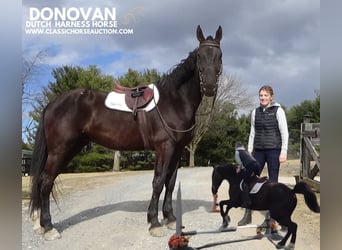 Olandese da Tiro, Castrone, 9 Anni, 173 cm, Morello
