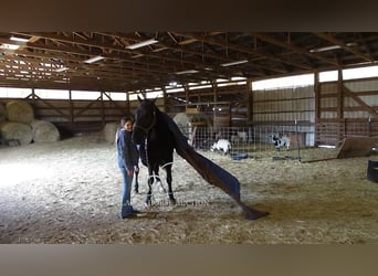 Olandese da Tiro, Castrone, 9 Anni, 173 cm, Morello