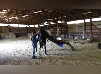 Olandese da Tiro, Castrone, 9 Anni, 173 cm, Morello