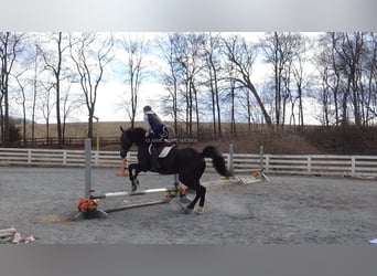 Olandese da Tiro, Castrone, 9 Anni, 173 cm, Morello