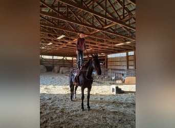 Olandese da Tiro, Castrone, 9 Anni, 173 cm, Morello