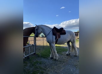 Olandese da Tiro, Giumenta, 10 Anni, 174 cm, Grigio