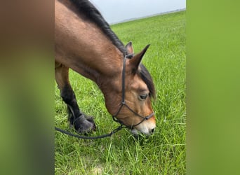 Olandese da Tiro Mix, Giumenta, 11 Anni, 161 cm, Baio