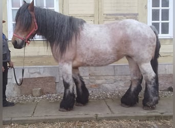 Olandese da Tiro, Giumenta, 8 Anni, 165 cm, Falbo baio