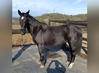 Olandese da Tiro, Giumenta, 9 Anni, 166 cm, Morello
