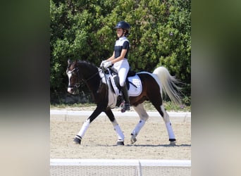 Olandese da Tiro, Stallone, 17 Anni, 133 cm, Pezzato