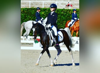Olandese da Tiro, Stallone, 17 Anni, 133 cm, Pezzato