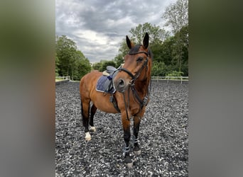 Old Wuerttemberg, Gelding, 15 years, 16,2 hh, Brown