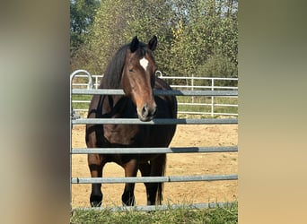 Old Wuerttemberg, Gelding, 16 years, 16,2 hh, Brown
