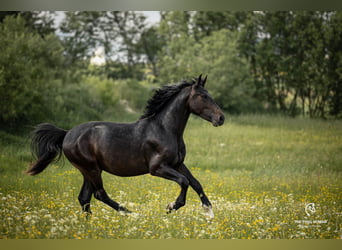Old Wuerttemberg, Gelding, 3 years, 16 hh, Brown