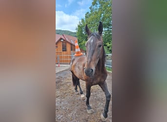 Old Wuerttemberg, Gelding, 5 years, 16 hh, Brown