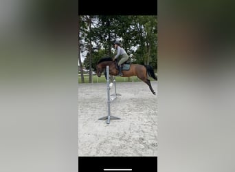 Old Wuerttemberg, Gelding, 8 years, 15,2 hh, Brown