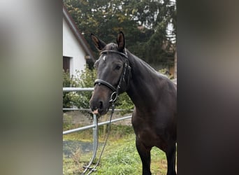 Alt-Württemberger, Stute, 3 Jahre, 15,1 hh, Dunkelbrauner