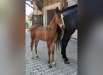 Old Wuerttemberg, Mare, Foal (06/2026), Brown