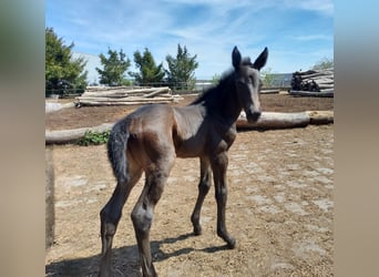 Old Wuerttemberg, Mare, Foal (04/2025), Smoky-Black