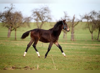 Old Wuerttemberg, Stallion, 1 year, 12.2 hh, Brown