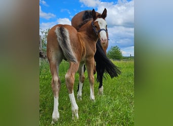 Old Wuerttemberg, Stallion, 1 year, 15,2 hh, Brown